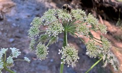 Angelica genuflexa