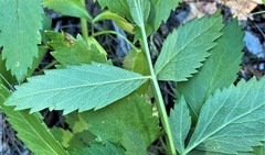 Angelica genuflexa