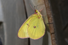 Colias interior