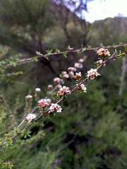 Kunzea tenuicaulis