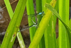 Enallagma geminatum