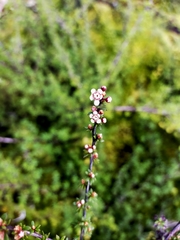 Kunzea tenuicaulis