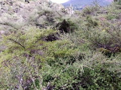 Kunzea tenuicaulis