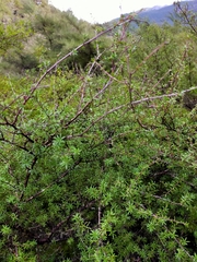 Kunzea tenuicaulis