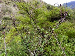 Kunzea tenuicaulis