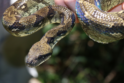 Madagascar tree boa