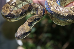 Madagascar Tree Boa photo 1