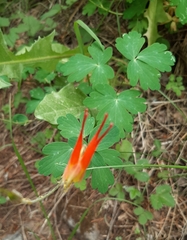 Aquilegia elegantula