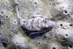 Torquigener squamicauda