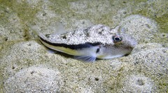 Torquigener squamicauda