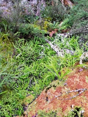 Nephrolepis flexuosa