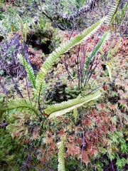 Nephrolepis flexuosa