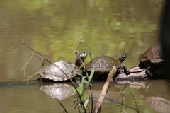 Graptemys pearlensis