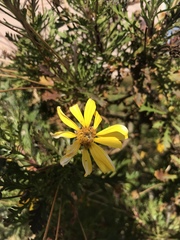 Asteroideae