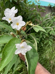 Cordia boissieri