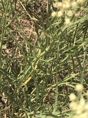 Asclepias subverticillata