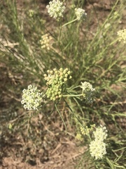 Asclepias subverticillata