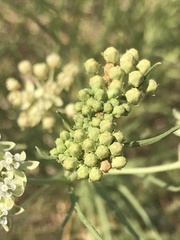 Asclepias subverticillata