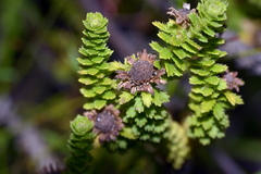 Osmitopsis parvifolia