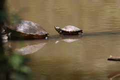 Graptemys pearlensis