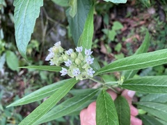Asclepias nivea