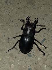 Lucanus ibericus