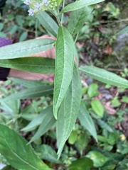 Asclepias nivea