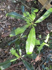 Planchonella pohlmaniana