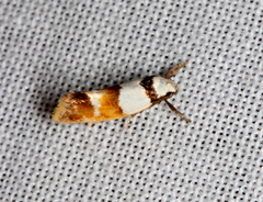 Crepidosceles glycydora