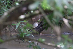Graptemys pearlensis