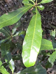 Planchonella pohlmaniana