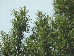 Hippophae rhamnoides