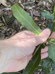 Planchonella pohlmaniana