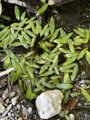 Potamogeton perfoliatus