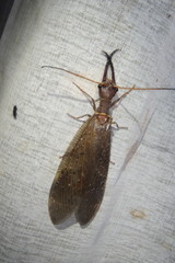 Corydalus peruvianus