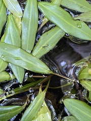 Potamogeton perfoliatus