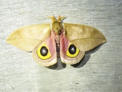 Automeris zugana