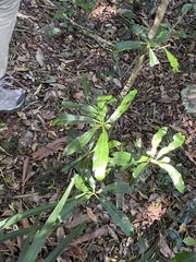 Planchonella pohlmaniana