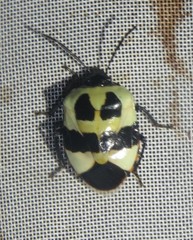 Catacanthini