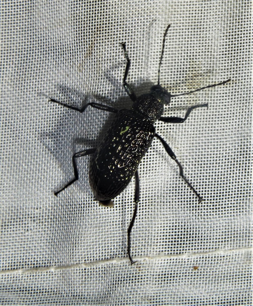 Strongylium excavatum