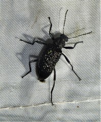Strongylium excavatum