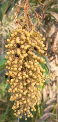 Mabea fistulifera