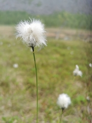 Eriophorum scheuchzeri