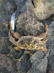 Callinectes marginatus