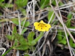 Erythranthe primuloides