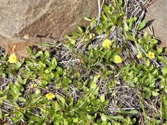 Erythranthe primuloides