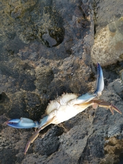 Callinectes marginatus