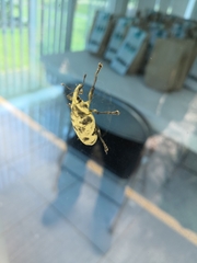 Ileomus distinguendus