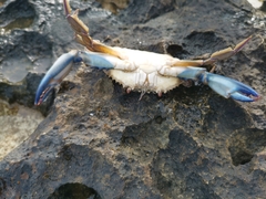 Callinectes marginatus