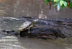 Graptemys pearlensis